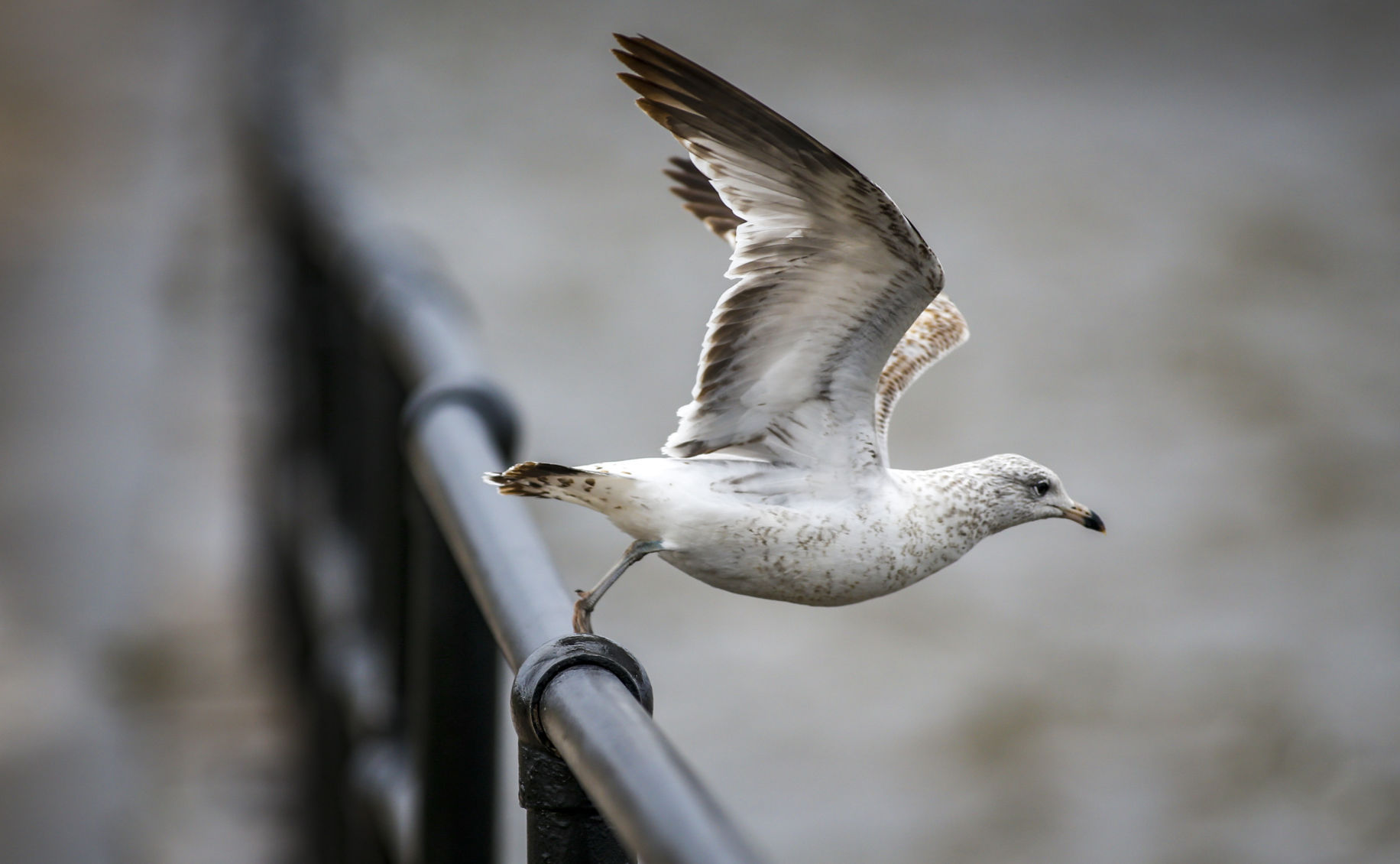 Outtakes: Seagull